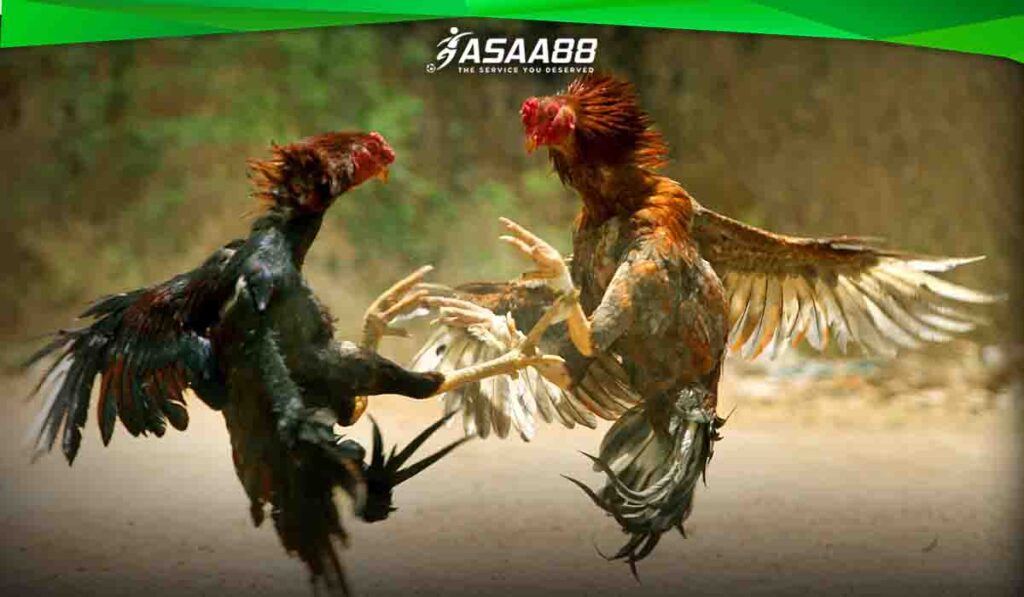Cockfighting Betting Strategy