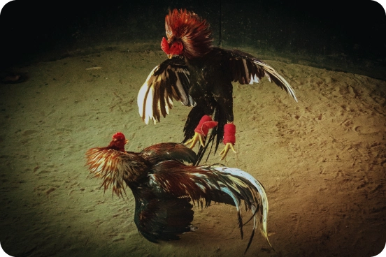 Live cockfight betting Malaysia