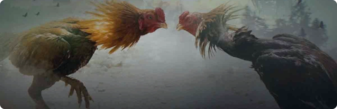 Malaysia Live cockfighting odds