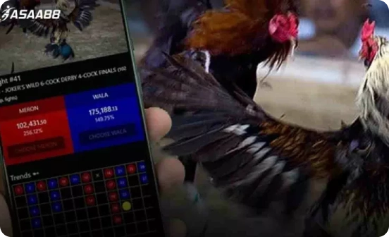 Online cockfight in Singapore