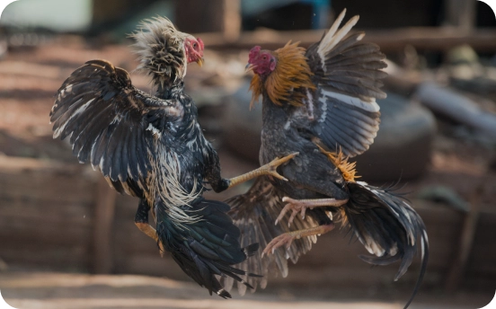 Popular cockfight gambling sites in Singapore