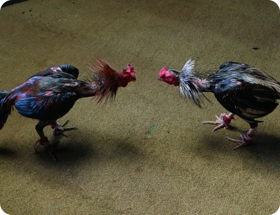 Singapore online cockfighting platform