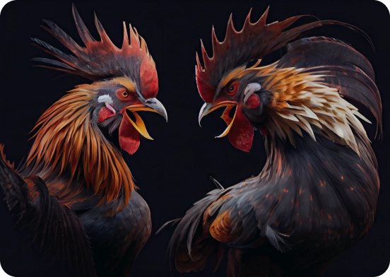 Singapore secure cockfight betting portals