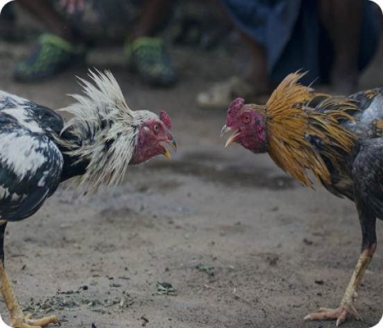 Singaporean online cockfighting regulations Act