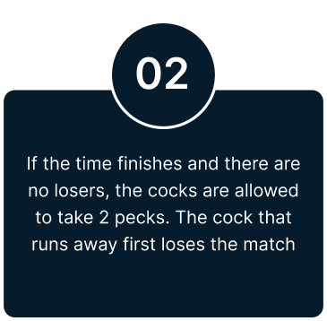 Cockfight Roosters betting sites in Malaysia