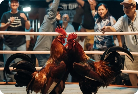 Real-Time Cockfight Odds in Malaysia
